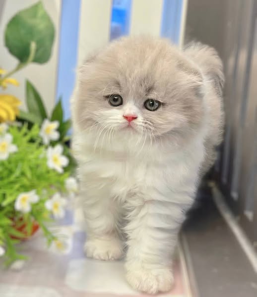 Scottish Fold Longhair