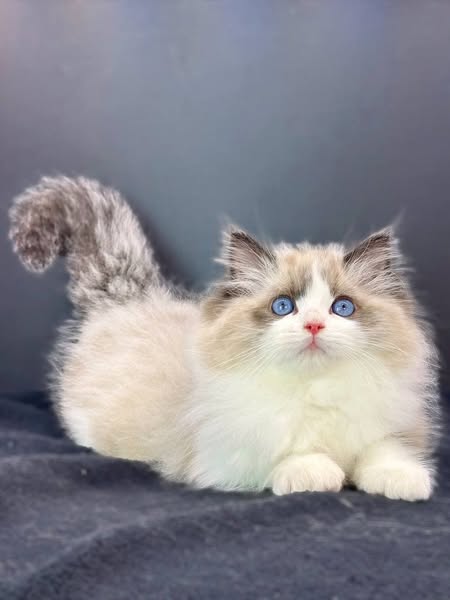 Ragdoll