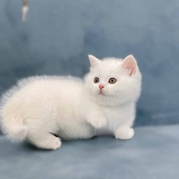 Munchkin