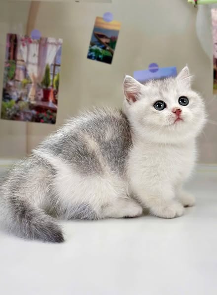Munchkin