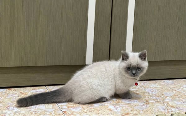 Munchkin
