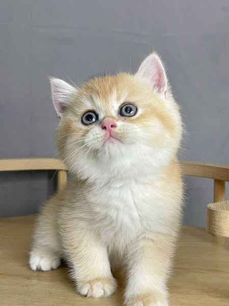 British Shorthair