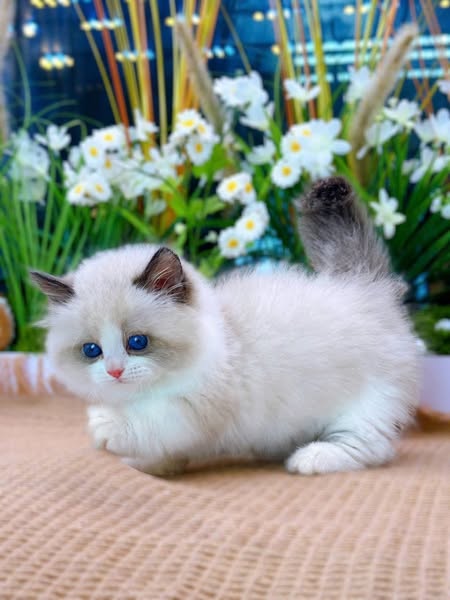 Munchkin Ragdoll