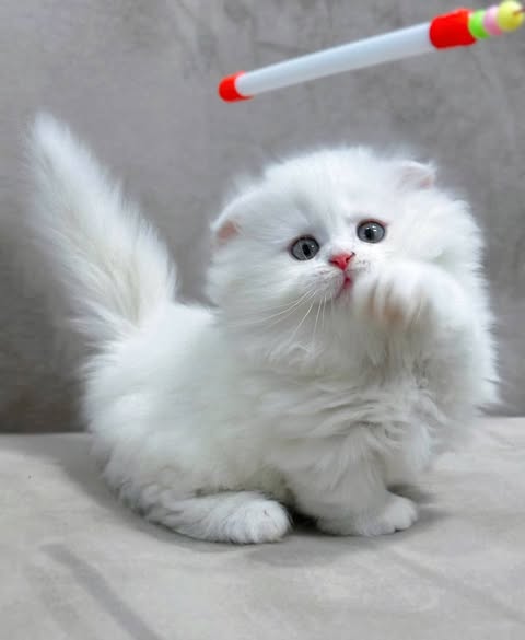 Munchkin Fold Longhair