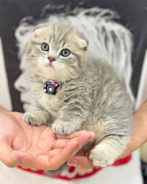 Munchkin Fold