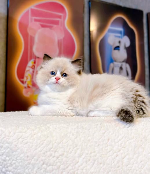 Ragdoll