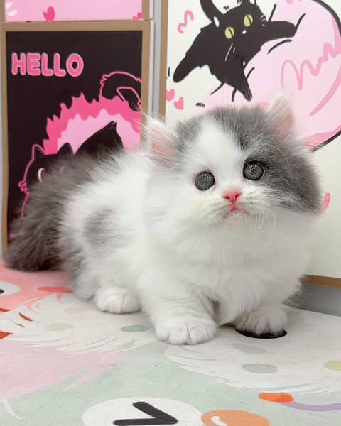 Munchkin Longhair