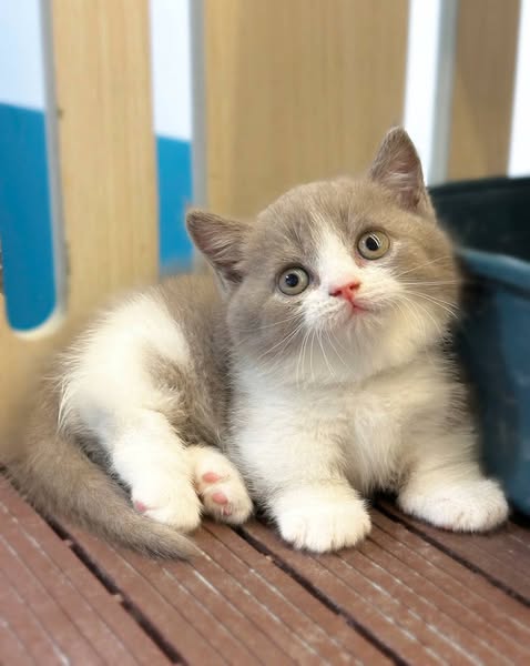 Munchkin