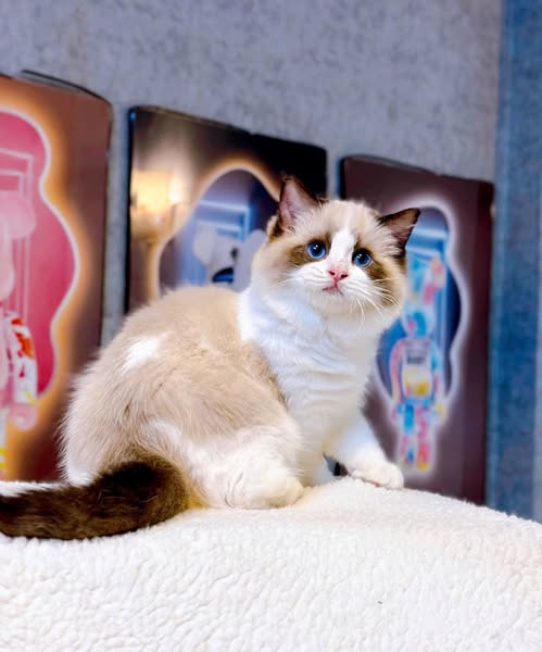 Ragdoll