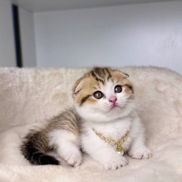 Munchkin Fold