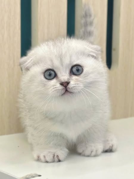 Munchkin Fold