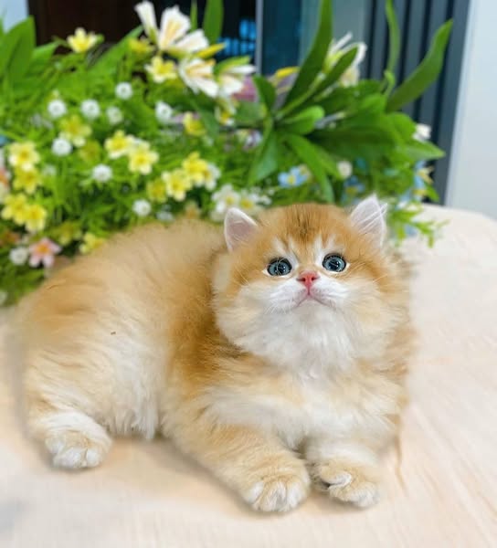 British Longhair