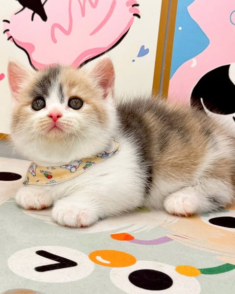 Munchkin