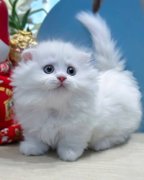 Munchkin Fold Longhair