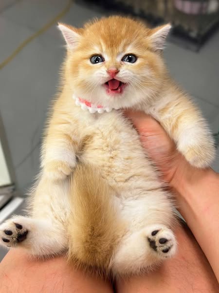 British Shorthair