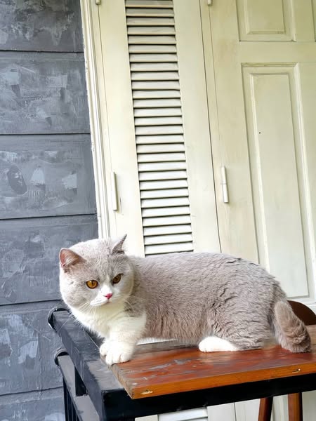 Munchkin