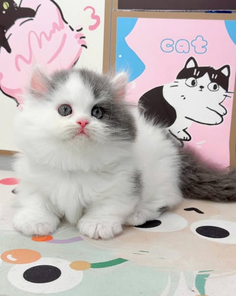 Munchkin Longhair