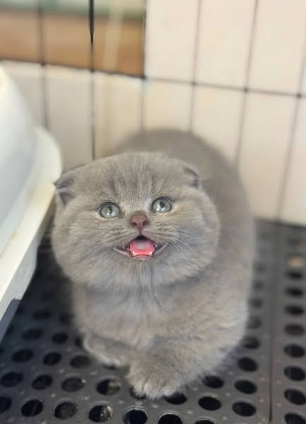 Munchkin Fold