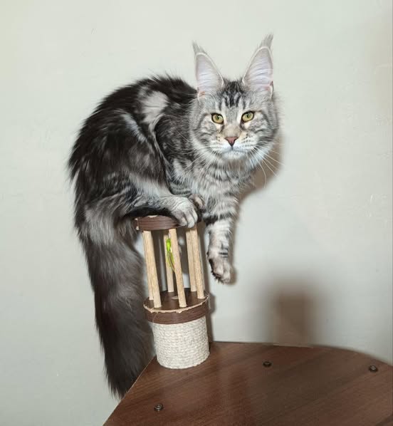 Maine Coon