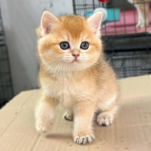 British Shorthair