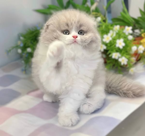 Scottish Fold Longhair