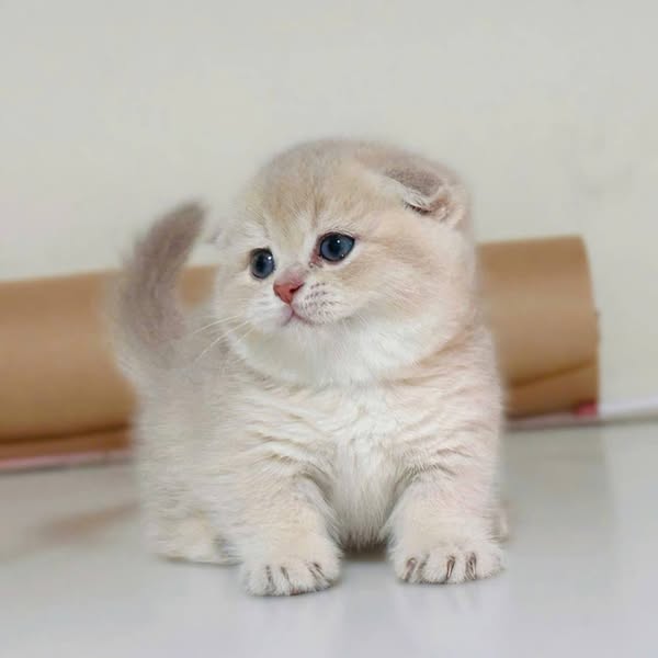 Munchkin Fold