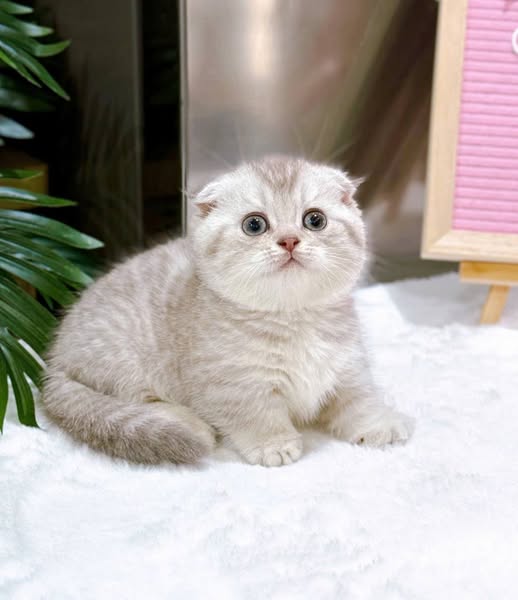 Munchkin Fold