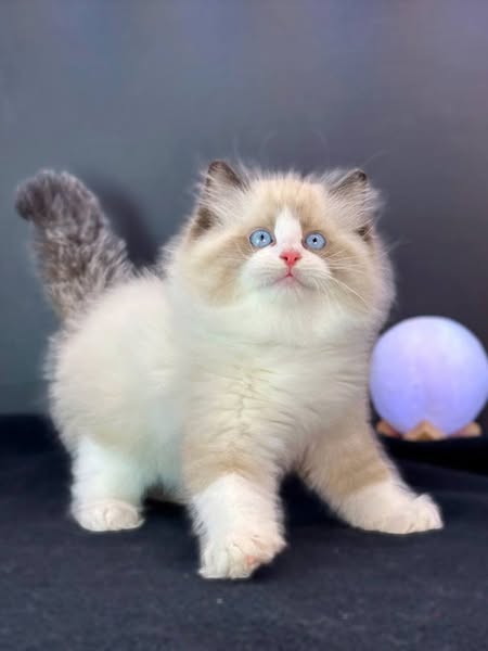 Ragdoll