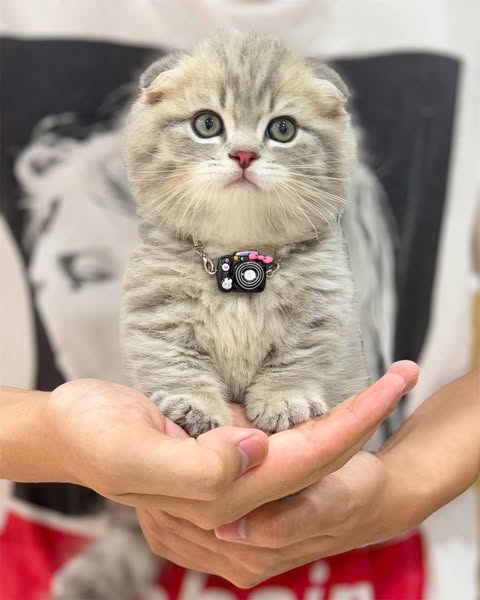 Munchkin Fold