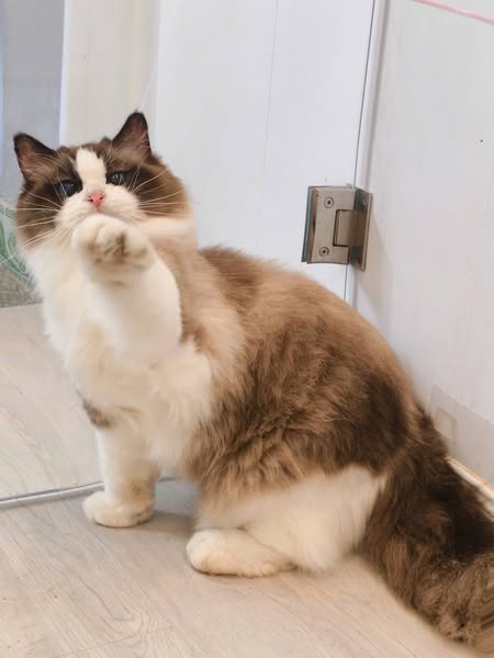 Ragdoll