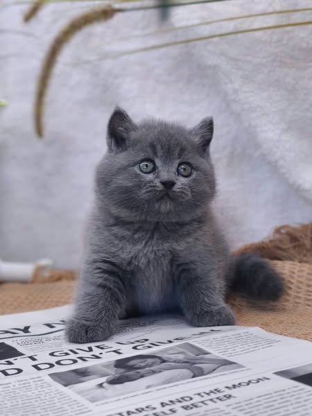 British Shorthair