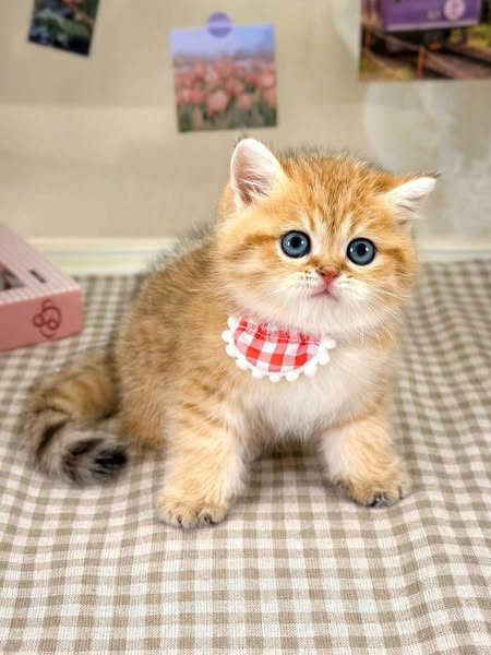 British Shorthair