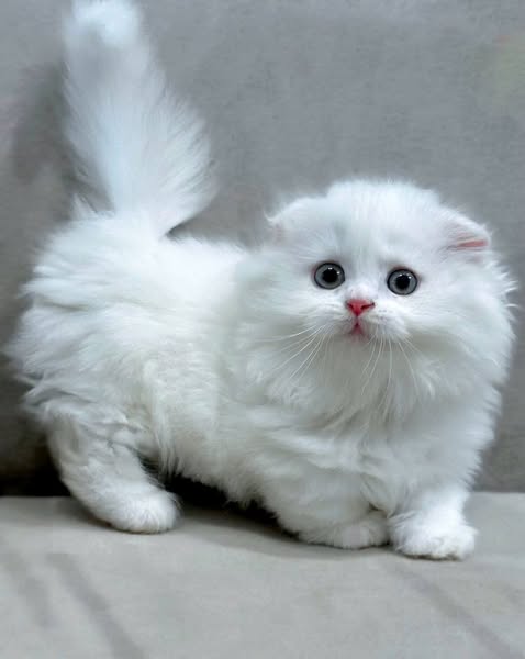 Munchkin Fold Longhair