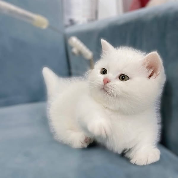 Munchkin