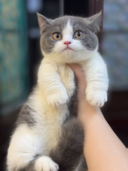 Munchkin