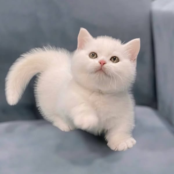 Munchkin