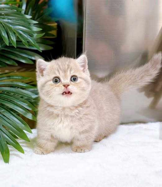 Munchkin Fold