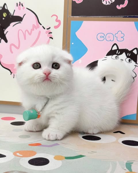 Munchkin Fold