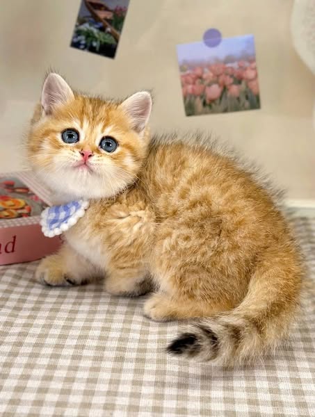 British Shorthair