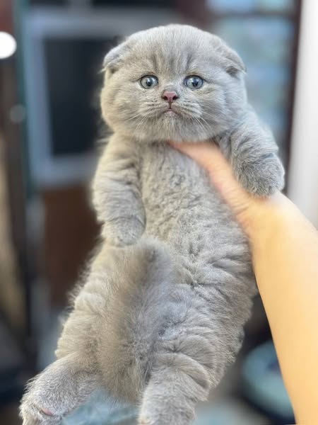 Munchkin Fold