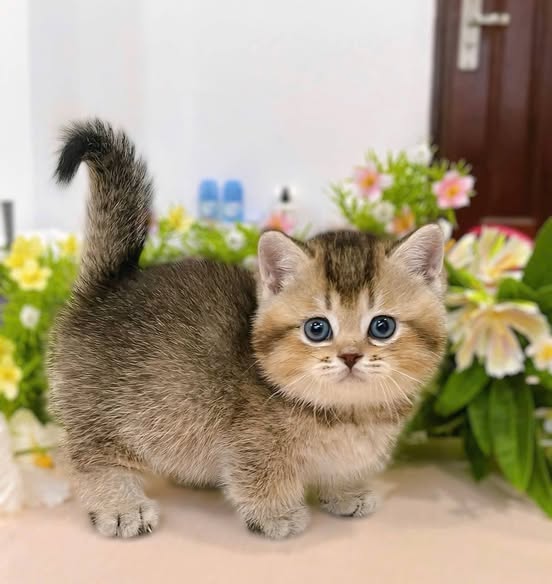 Munchkin