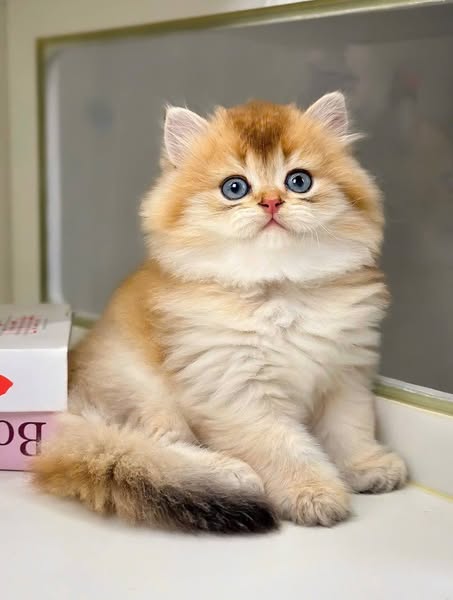 British Longhair