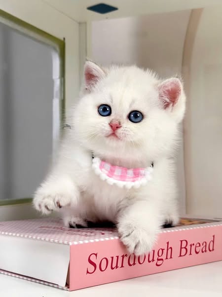 British Shorthair