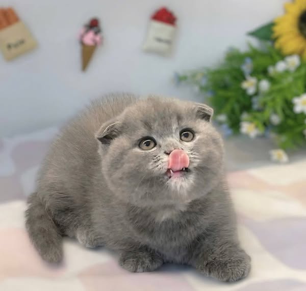 Munchkin Fold
