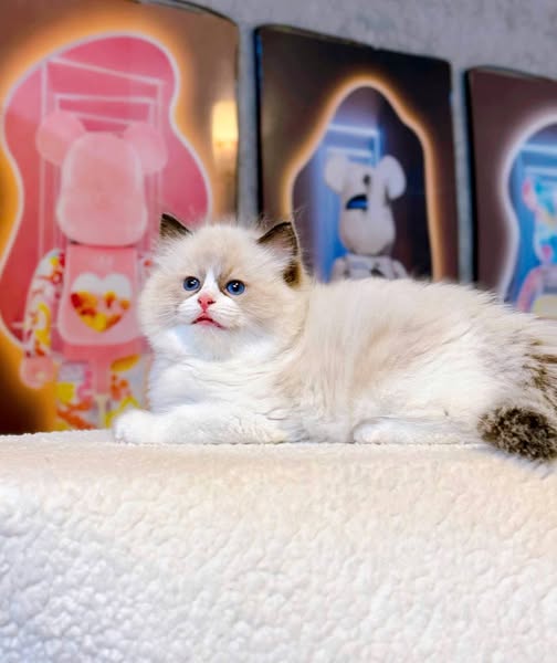Ragdoll