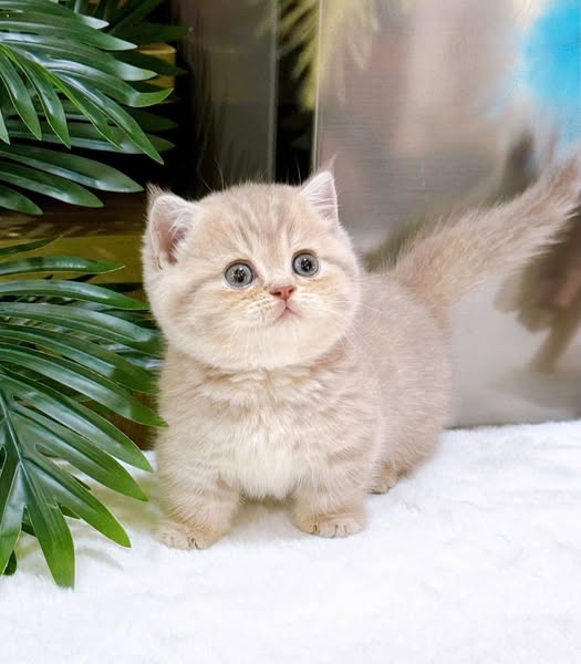 Munchkin Fold