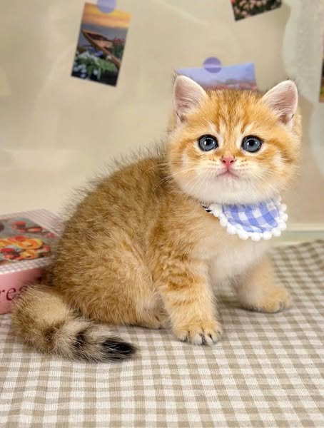 British Shorthair