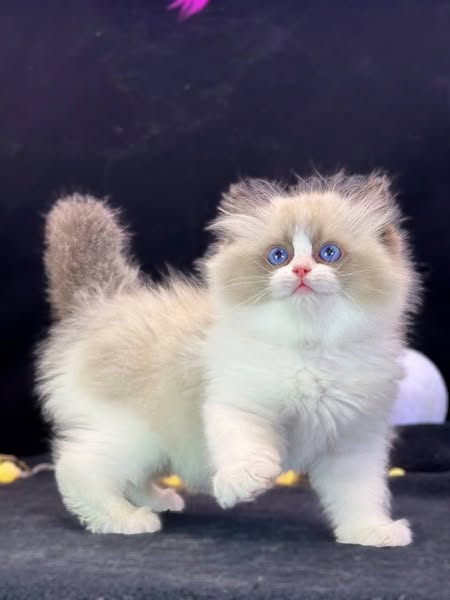 Ragdoll