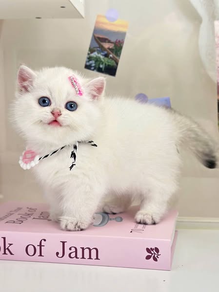 British Shorthair