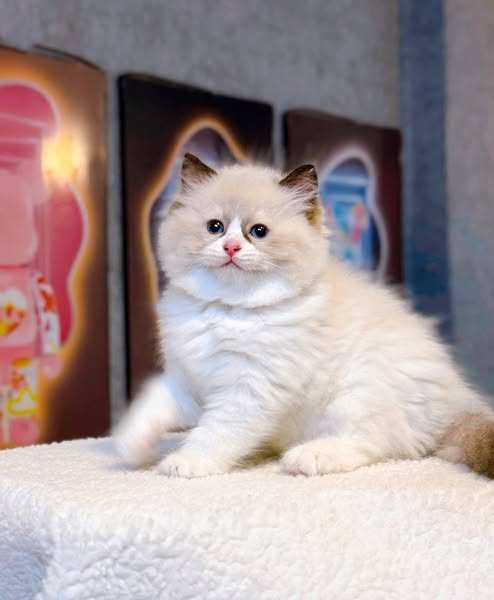 Ragdoll
